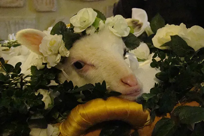 A lamb is wreathed in flowers during a special Mass for the feast of St. Agnes at the Basilica of St. Agnes Outside the Wall on Jan. 21, 2014. | Credit: Paul Badde/CNA