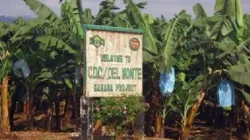 Entrance to the CDC Banana Plantation in Tiko, South West Region of Cameroon. Credit: Courtesy Photo