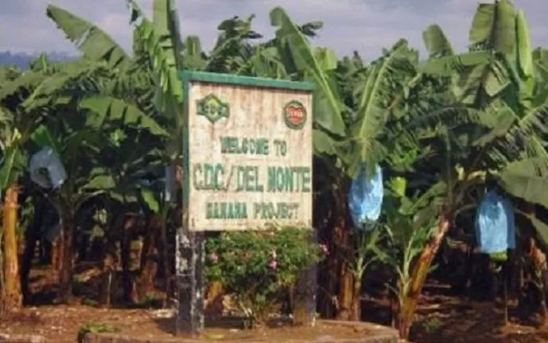 Entrance to the CDC Banana Plantation in Tiko, South West Region of Cameroon. Credit: Courtesy Photo