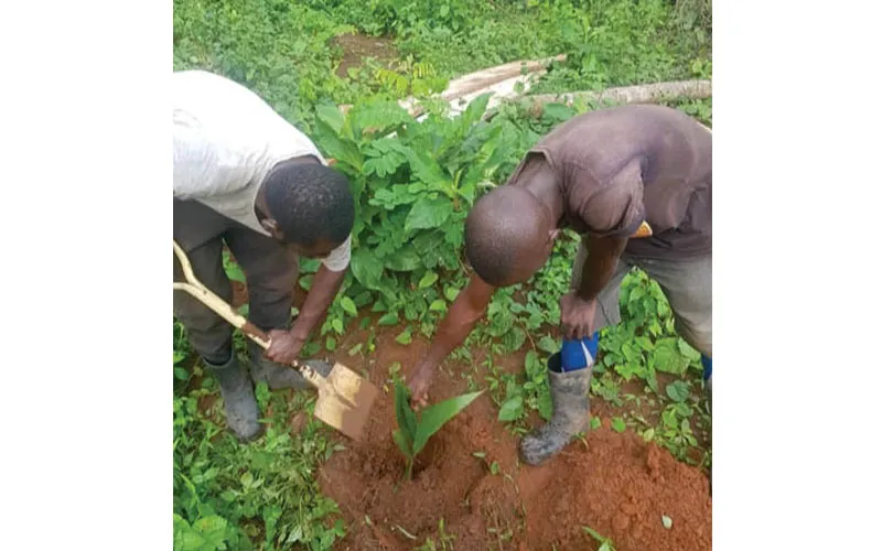 Ongoing farming at St. Joseph's Farm in Sagamu, Nigeria / Salesians of Don Bosco Ireland