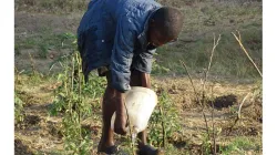 On the farm in Zambia, Salesians will increase crop cultivation and hope to start raising animals including poultry, goats, pigs and rabbits. Credit: Salesian Missions