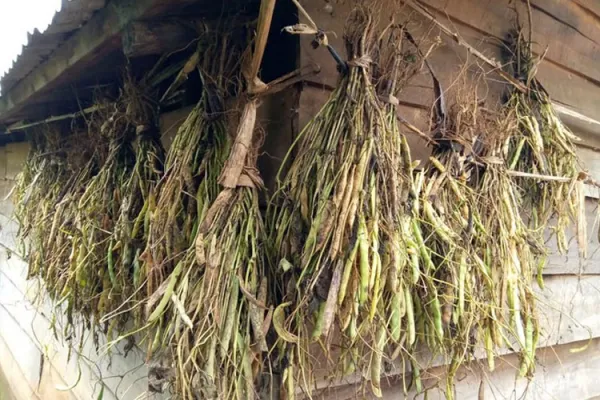 Caritas Congo Reaches Out to Hundreds of Farmers with “techniques to increase yields”