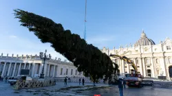 Workers erect the Vatican's 2025 Christmas tree in St. Peter's Square on Thursday, Nov. 27, 2025 / Credit: Vatican Media