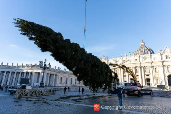Vatican's 88-foot-tall 2025 Christmas Tree Towering in the Centre of St. Peter's Square