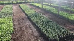 The Model Tree Nursery by Kenya's Kakamega diocese. The project is in response to Pope Francis' encyclical Laudato Si'. / CJPC Kakamega/ Facebook