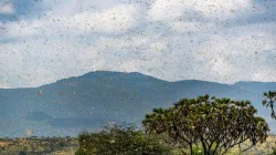 Swarm of desert locusts in Kenya. Credit: Jen Watson/Shutterstock