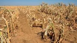 Dried up maize in a farm in Zambia, Church leader appealing for urgent humanitarian assistance / ReliefWeb