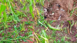 Sections of maize plantations belonging to Christian farmers in Udei in Nigeria's Benue state recently destroyed by Fulani herdsmen. Credit Fr Jacob Igah
